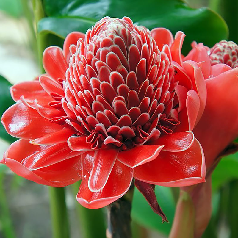 Имбирь — красивое цветущее растение из семейства Zingiberaceae